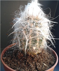 0d38df48-Cephalocereus senilis.jpg
